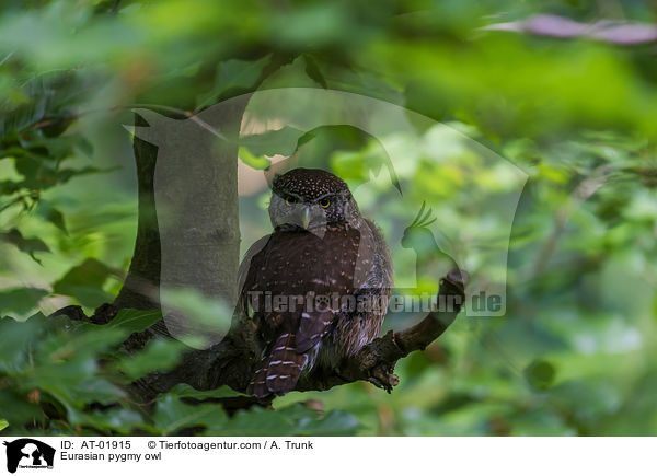 Sperlingskauz / Eurasian pygmy owl / AT-01915