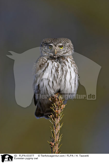 Sperlingskauz / Eurasian pygmy owl / FLPA-03377