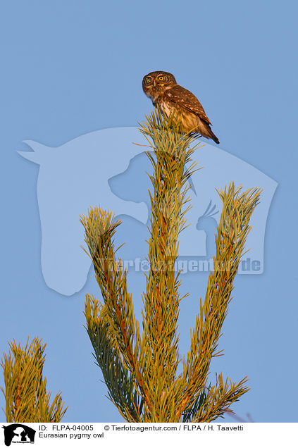 Sperlingskauz / Eurasian pygmy owl / FLPA-04005