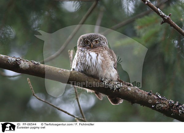 Sperlingskauz / Eurasian pygmy owl / FF-06544
