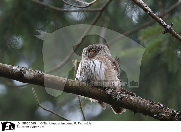 Sperlingskauz / Eurasian pygmy owl / FF-06545