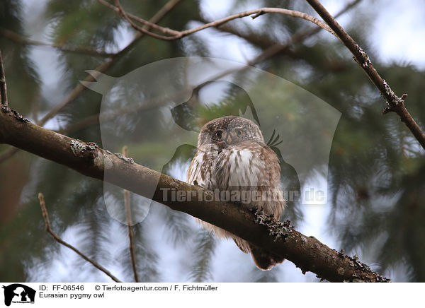 Sperlingskauz / Eurasian pygmy owl / FF-06546