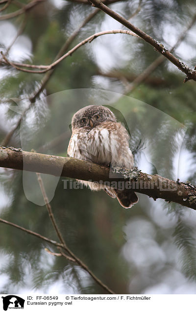 Eurasian pygmy owl / FF-06549