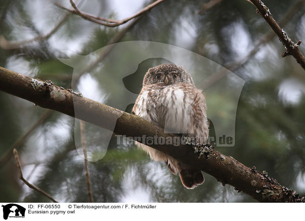 Sperlingskauz / Eurasian pygmy owl / FF-06550