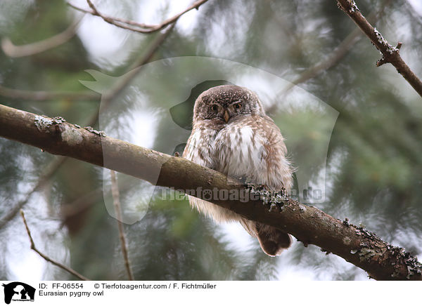 Sperlingskauz / Eurasian pygmy owl / FF-06554
