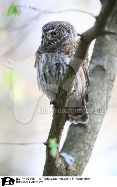 Sperlingskauz / Eurasian pygmy owl / FF-06555