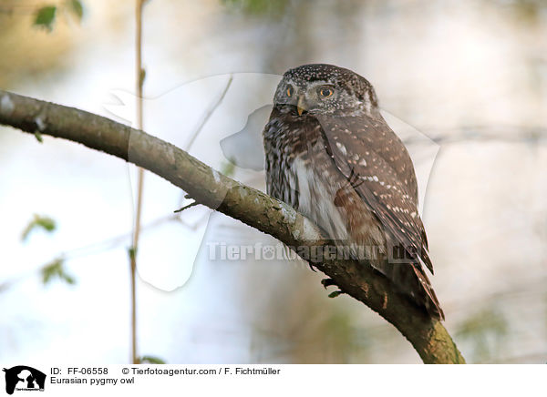 Sperlingskauz / Eurasian pygmy owl / FF-06558