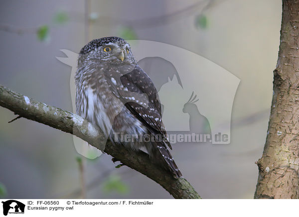 Sperlingskauz / Eurasian pygmy owl / FF-06560