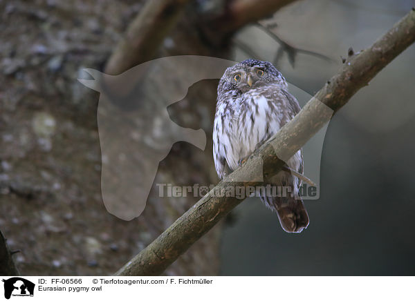 Sperlingskauz / Eurasian pygmy owl / FF-06566
