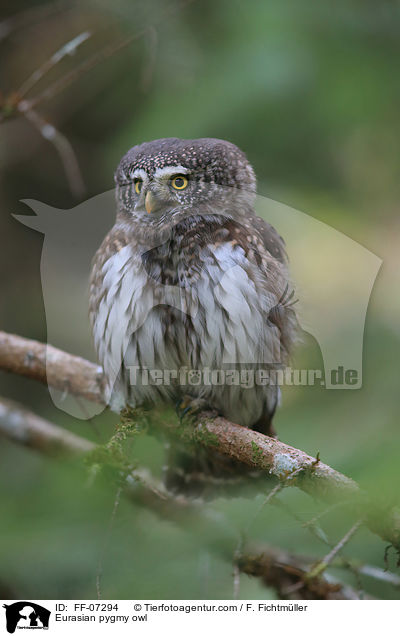 Sperlingskauz / Eurasian pygmy owl / FF-07294