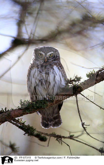 Sperlingskauz / Eurasian pygmy owl / FF-07315