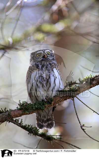 Eurasian pygmy owl / FF-07318