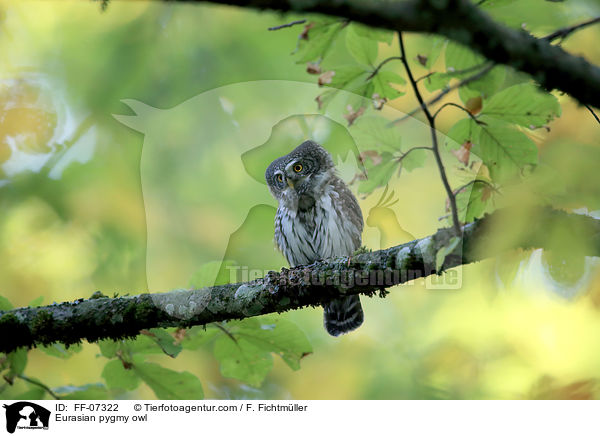 Sperlingskauz / Eurasian pygmy owl / FF-07322