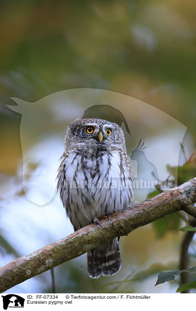 Eurasian pygmy owl / FF-07334