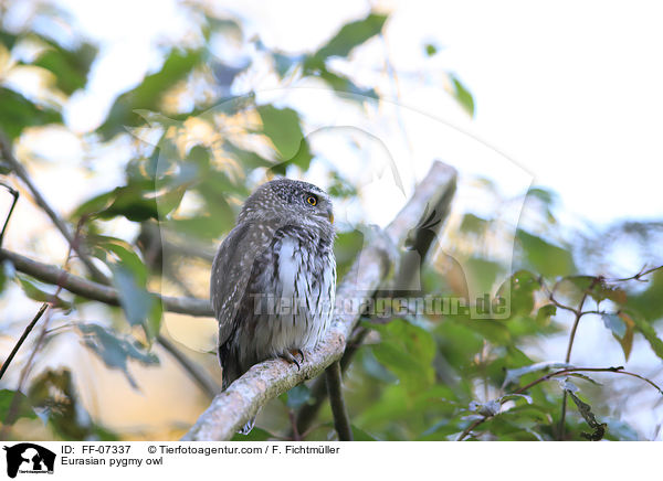 Sperlingskauz / Eurasian pygmy owl / FF-07337