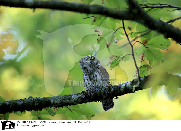 Sperlingskauz / Eurasian pygmy owl / FF-07342