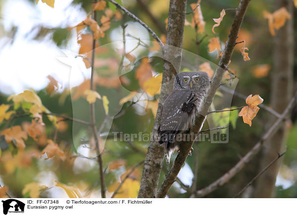 Sperlingskauz / Eurasian pygmy owl / FF-07348