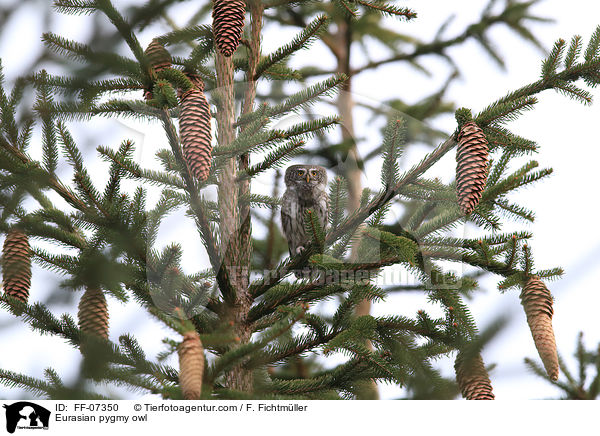 Sperlingskauz / Eurasian pygmy owl / FF-07350