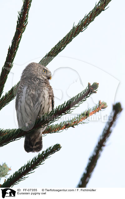 Sperlingskauz / Eurasian pygmy owl / FF-07355