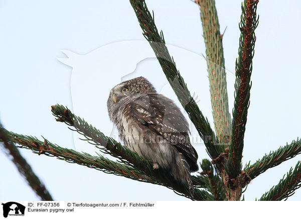 Sperlingskauz / Eurasian pygmy owl / FF-07356