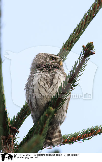 Sperlingskauz / Eurasian pygmy owl / FF-07358