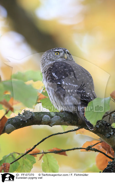 Sperlingskauz / Eurasian pygmy owl / FF-07370