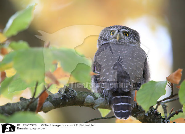 Sperlingskauz / Eurasian pygmy owl / FF-07376