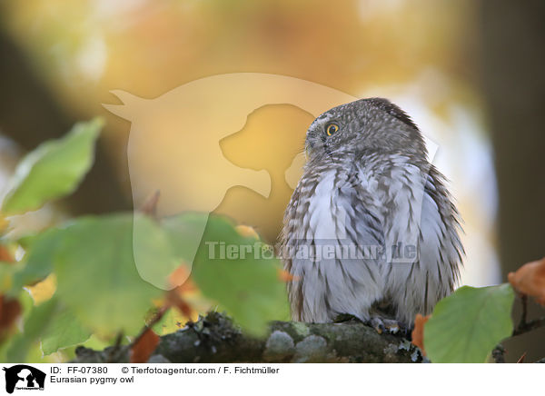 Sperlingskauz / Eurasian pygmy owl / FF-07380