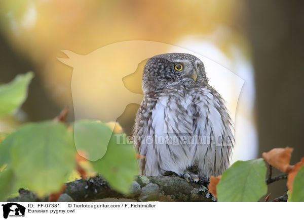 Sperlingskauz / Eurasian pygmy owl / FF-07381