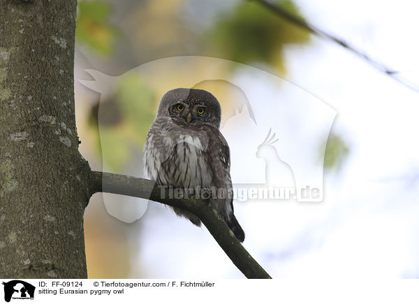 sitzender Sperlingskauz / sitting Eurasian pygmy owl / FF-09124