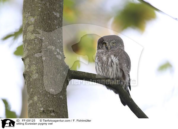 sitzender Sperlingskauz / sitting Eurasian pygmy owl / FF-09125