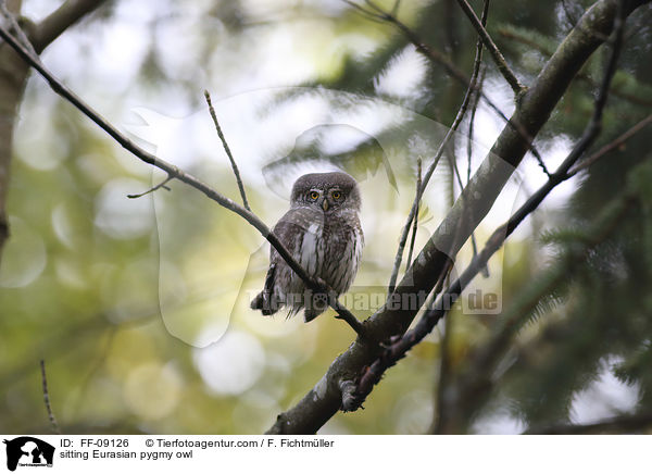 sitzender Sperlingskauz / sitting Eurasian pygmy owl / FF-09126