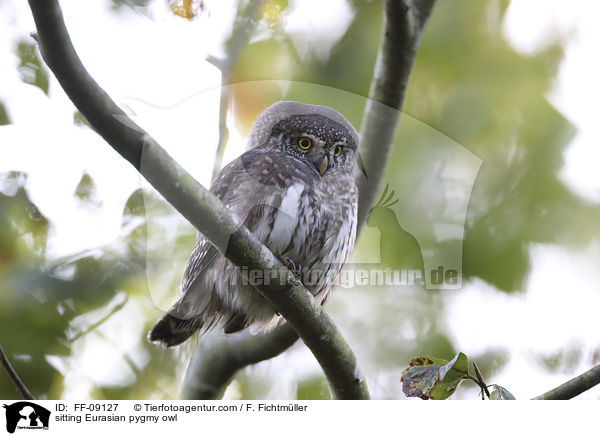 sitzender Sperlingskauz / sitting Eurasian pygmy owl / FF-09127