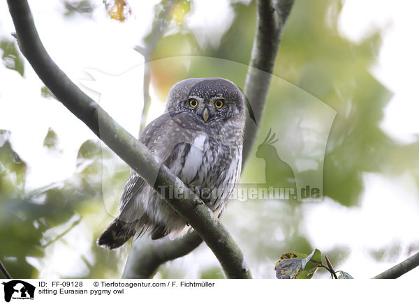 sitzender Sperlingskauz / sitting Eurasian pygmy owl / FF-09128