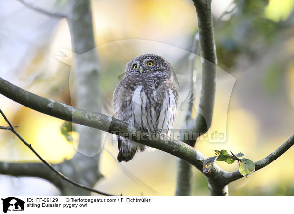 sitzender Sperlingskauz / sitting Eurasian pygmy owl / FF-09129