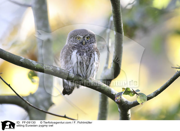sitzender Sperlingskauz / sitting Eurasian pygmy owl / FF-09130