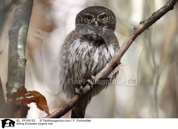 sitzender Sperlingskauz / sitting Eurasian pygmy owl / FF-09132