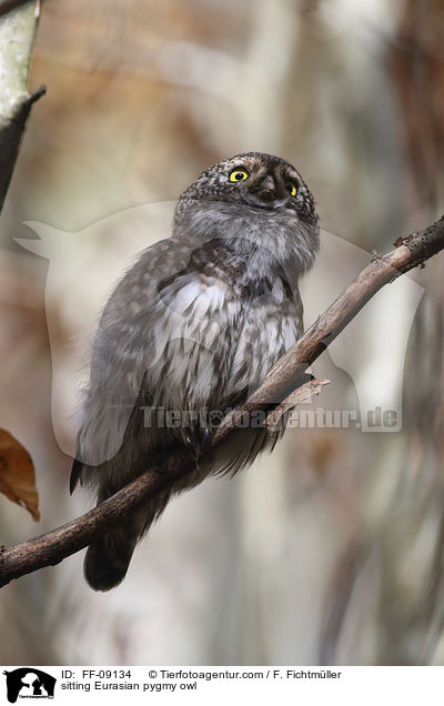 sitting Eurasian pygmy owl / FF-09134