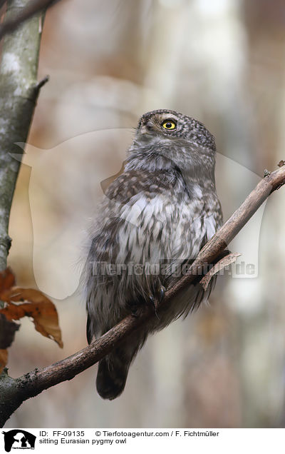 sitzender Sperlingskauz / sitting Eurasian pygmy owl / FF-09135