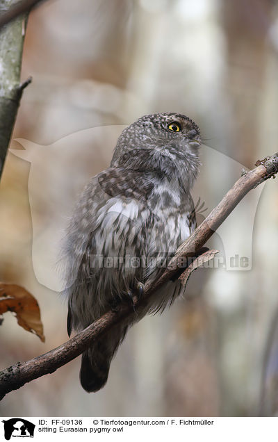 sitzender Sperlingskauz / sitting Eurasian pygmy owl / FF-09136