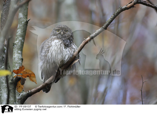sitzender Sperlingskauz / sitting Eurasian pygmy owl / FF-09137