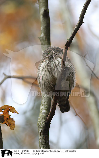sitzender Sperlingskauz / sitting Eurasian pygmy owl / FF-09139