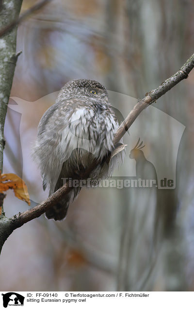sitzender Sperlingskauz / sitting Eurasian pygmy owl / FF-09140
