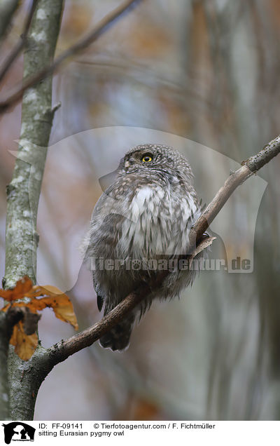 sitzender Sperlingskauz / sitting Eurasian pygmy owl / FF-09141