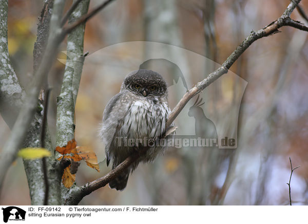sitzender Sperlingskauz / sitting Eurasian pygmy owl / FF-09142
