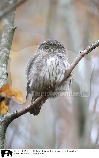 sitzender Sperlingskauz / sitting Eurasian pygmy owl / FF-09143