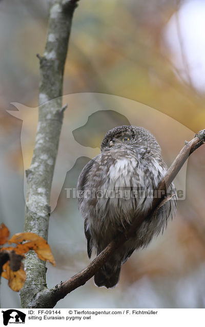 sitzender Sperlingskauz / sitting Eurasian pygmy owl / FF-09144