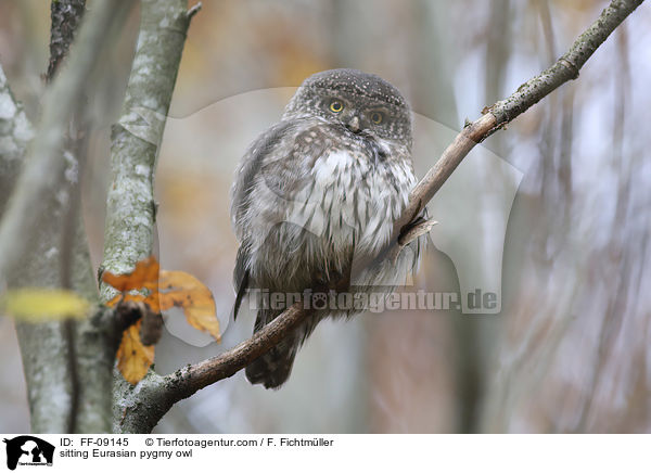 sitzender Sperlingskauz / sitting Eurasian pygmy owl / FF-09145