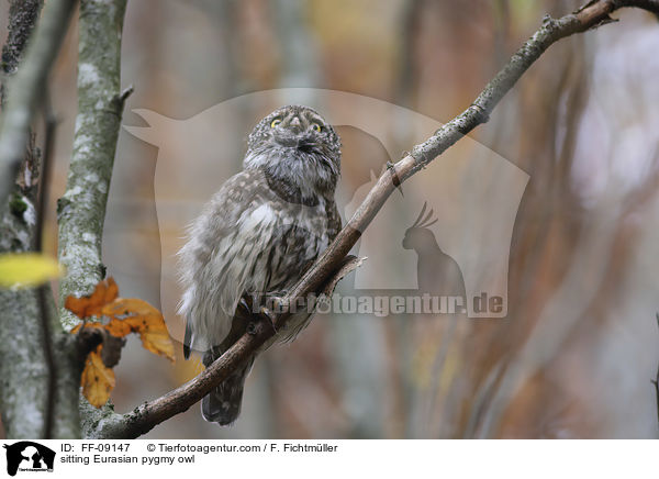 sitzender Sperlingskauz / sitting Eurasian pygmy owl / FF-09147