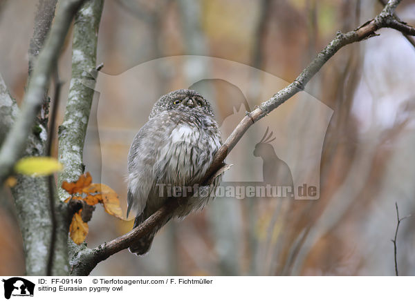 sitzender Sperlingskauz / sitting Eurasian pygmy owl / FF-09149